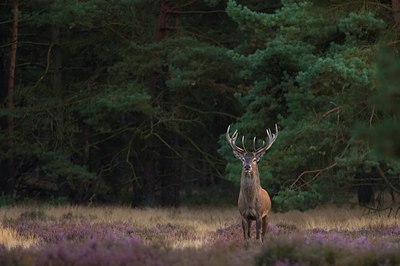 BUITEN BEELD Foto: 51047