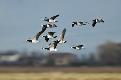 BUITEN BEELD Foto: 51079
