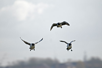 BUITEN BEELD Foto: 51084