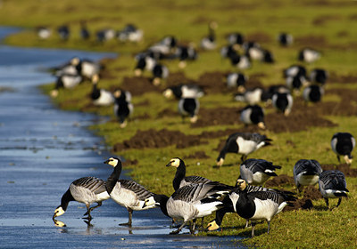 BUITEN BEELD Foto: 51092