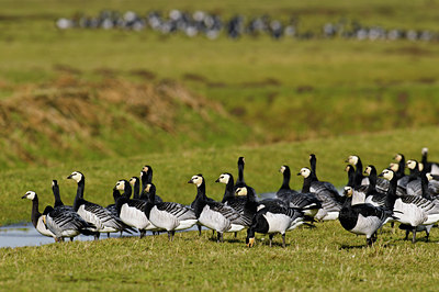 BUITEN BEELD Foto: 51099