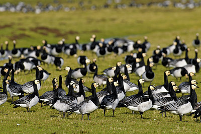 BUITEN BEELD Foto: 51100