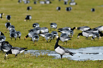BUITEN BEELD Foto: 51102