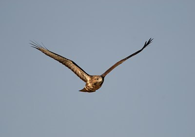 BUITEN BEELD Foto: 51113