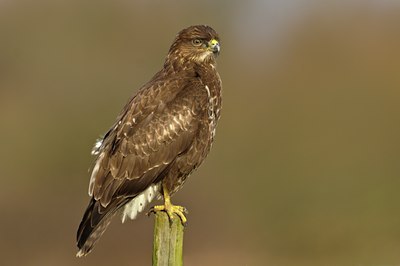 BUITEN BEELD Foto: 51121