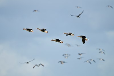 BUITEN BEELD Foto: 51142