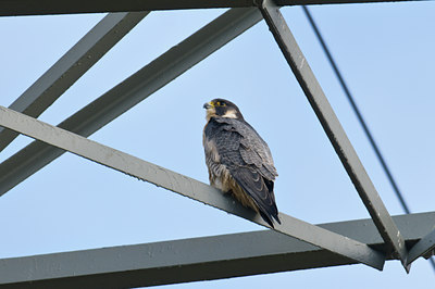 BUITEN BEELD Foto: 51146