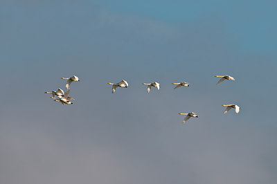 BUITEN BEELD Foto: 51148