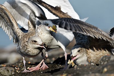 BUITEN BEELD Foto: 51151