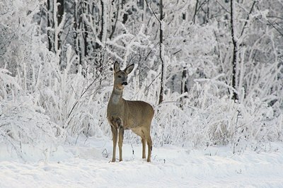 BUITEN BEELD Foto: 51158