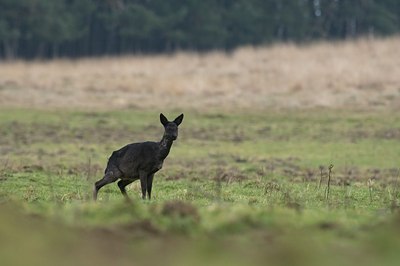 BUITEN BEELD Foto: 51166