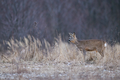 BUITEN BEELD Foto: 51169