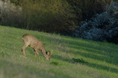 BUITEN BEELD Foto: 51170