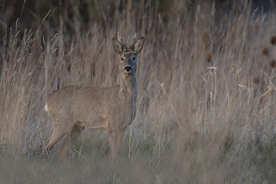 BUITEN BEELD Foto: 51171