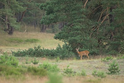 BUITEN BEELD Foto: 51172
