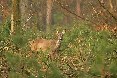 BUITEN BEELD Foto: 51176