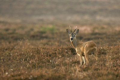 BUITEN BEELD Foto: 51186