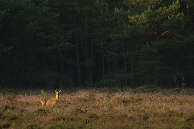 BUITEN BEELD Foto: 51187
