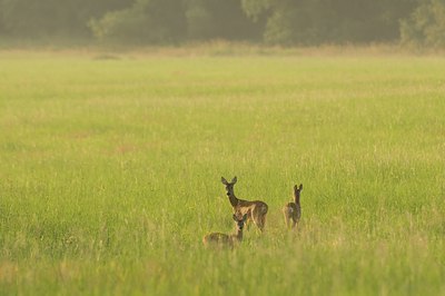 BUITEN BEELD Foto: 51190