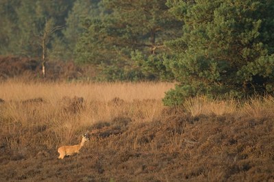 BUITEN BEELD Foto: 51191