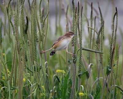 BUITEN BEELD Foto: 51204