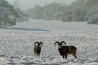 BUITEN BEELD Foto: 51225