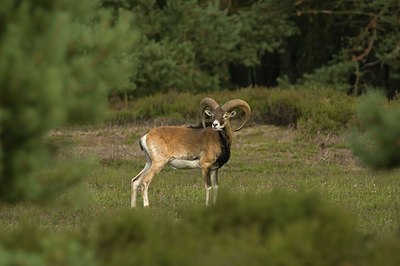 BUITEN BEELD Foto: 51232