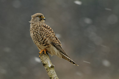 BUITEN BEELD Foto: 51245