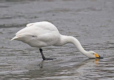 BUITEN BEELD Foto: 51254