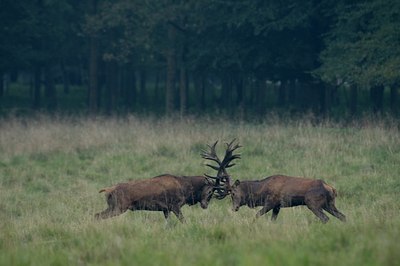 BUITEN BEELD Foto: 51311