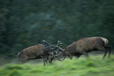 BUITEN BEELD Foto: 51316