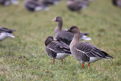 BUITEN BEELD Foto: 51319