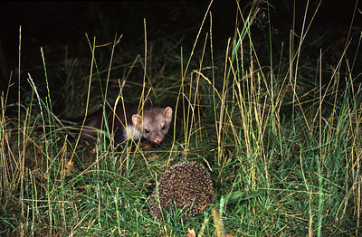 BUITEN BEELD Foto: 51331