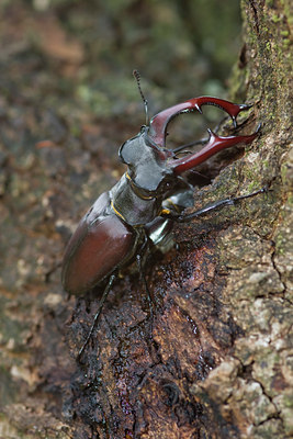 BUITEN BEELD Foto: 51370