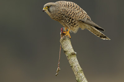 BUITEN BEELD Foto: 51444