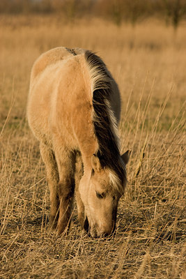 BUITEN BEELD Foto: 51446