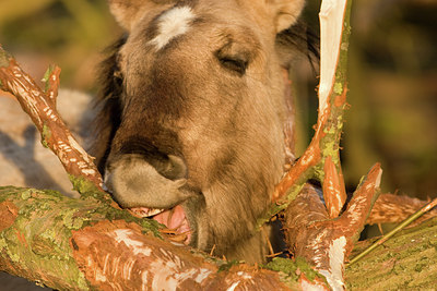 BUITEN BEELD Foto: 51448