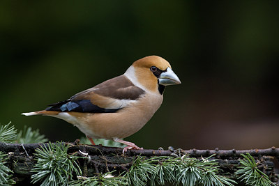 BUITEN BEELD Foto: 51468