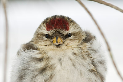 BUITEN BEELD Foto: 51499