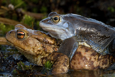 BUITEN BEELD Foto: 51529