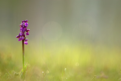 BUITEN BEELD Foto: 51541