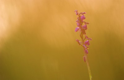 BUITEN BEELD Foto: 51549