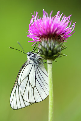 BUITEN BEELD Foto: 51561