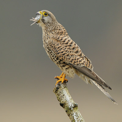BUITEN BEELD Foto: 51563