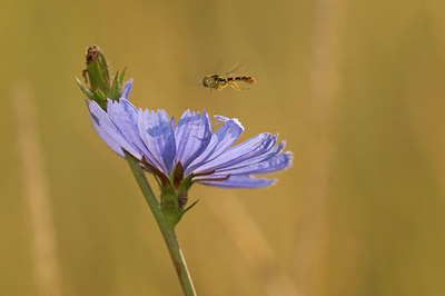 BUITEN BEELD Foto: 51569