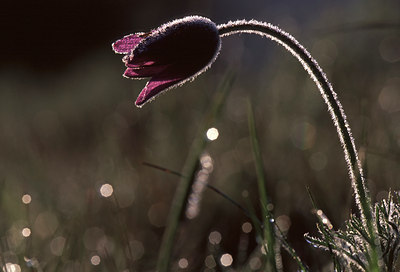 BUITEN BEELD Foto: 51580