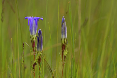 BUITEN BEELD Foto: 51583