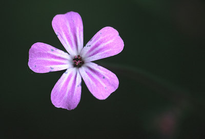 BUITEN BEELD Foto: 51600