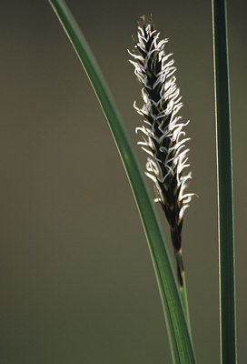 BUITEN BEELD Foto: 51602
