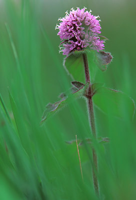 BUITEN BEELD Foto: 51618